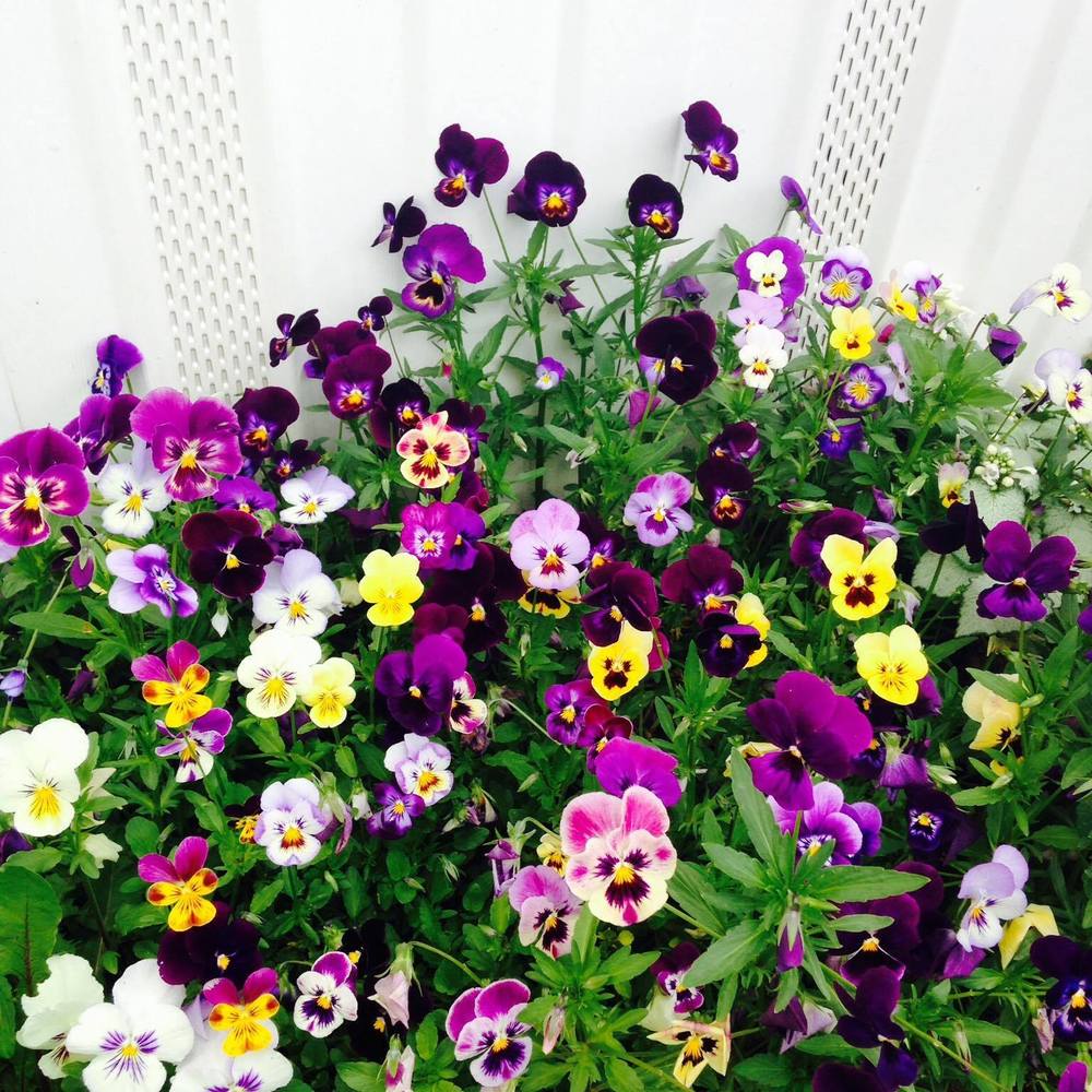 Meet your Posher, Michelle j